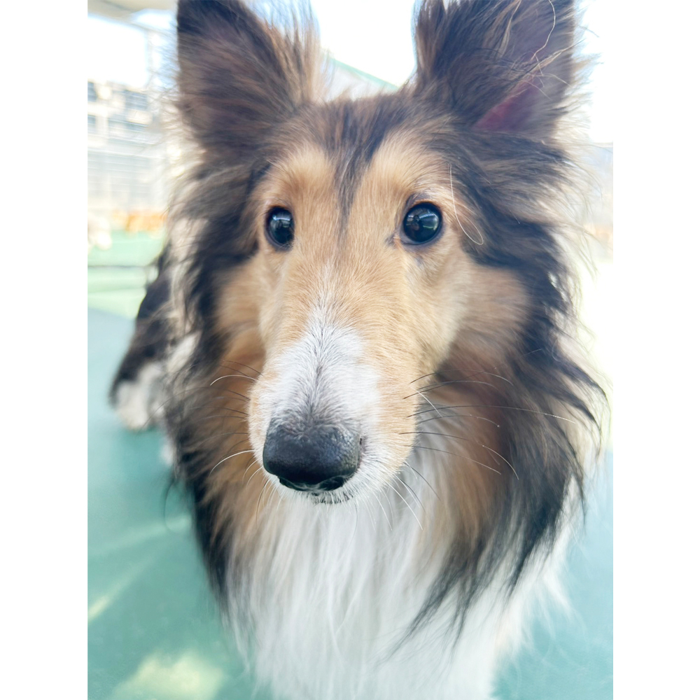 生徒が撮影したモデル犬写真②